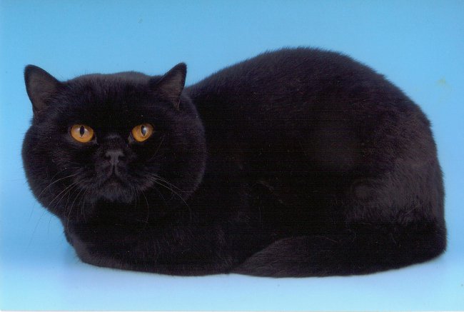 Британская черная Британская черная