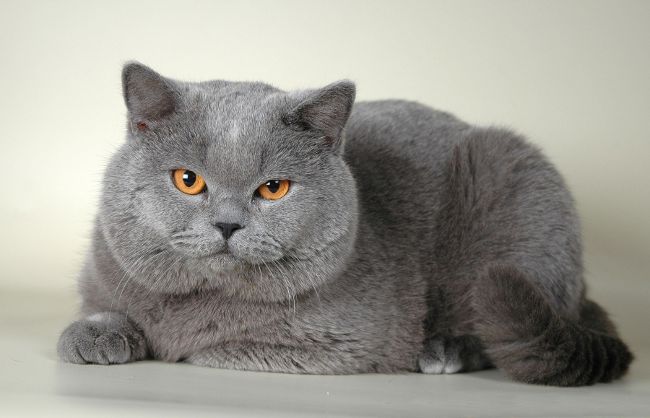 Британская голубая Британская голубая