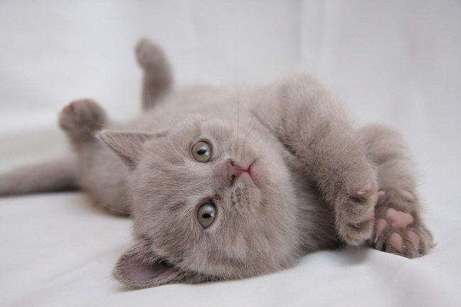 Британская лиловая: окрасы британцев Британская лиловая: окрасы британцев